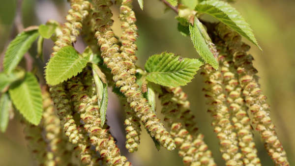 Hornbeam - a Bach Flower Remedy to help provide a spark of energy!