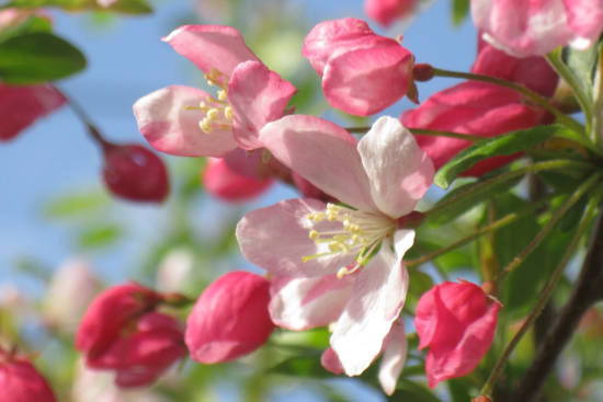 bach flower remedy crab apple