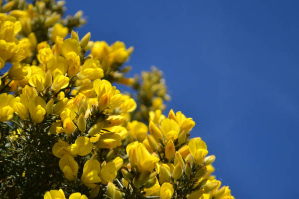 Bach Flower Remedy Gorse bringing light into darkness