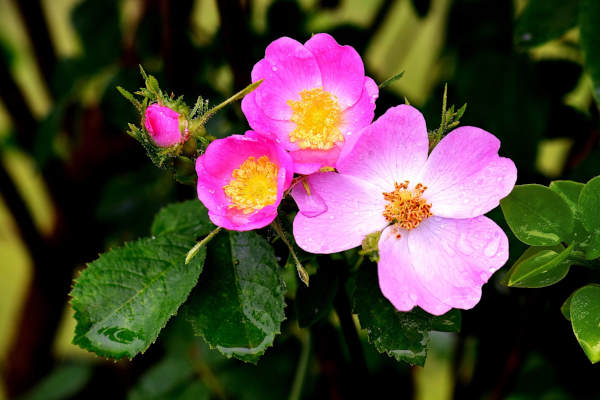 Bach Flower Remedy Wild Rose finding our future pathway