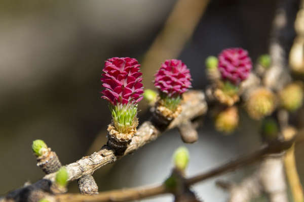 Larch Bach Flower - the giver of confidence.