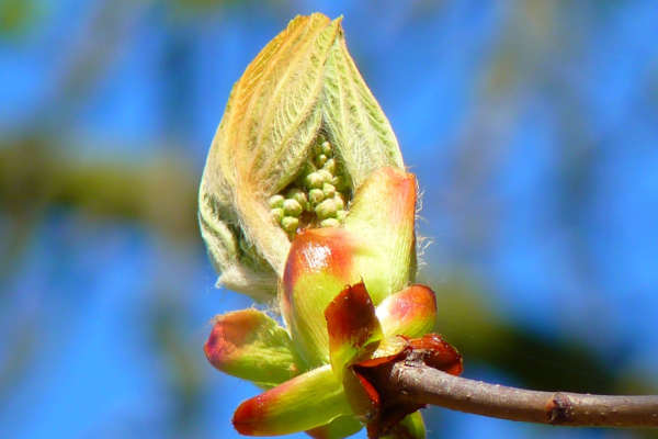 Chestnut Bud Bach Flower - when we make the same mistakes and don't learn life's lessons.