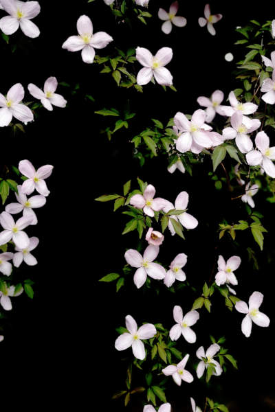 Bach Flower Essence Clematis