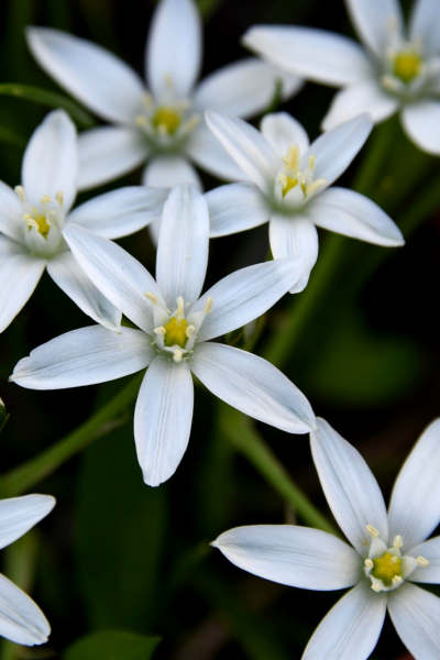 Bach Flower Essence Star of Bethlehem - for many forms of loss and bereavement.